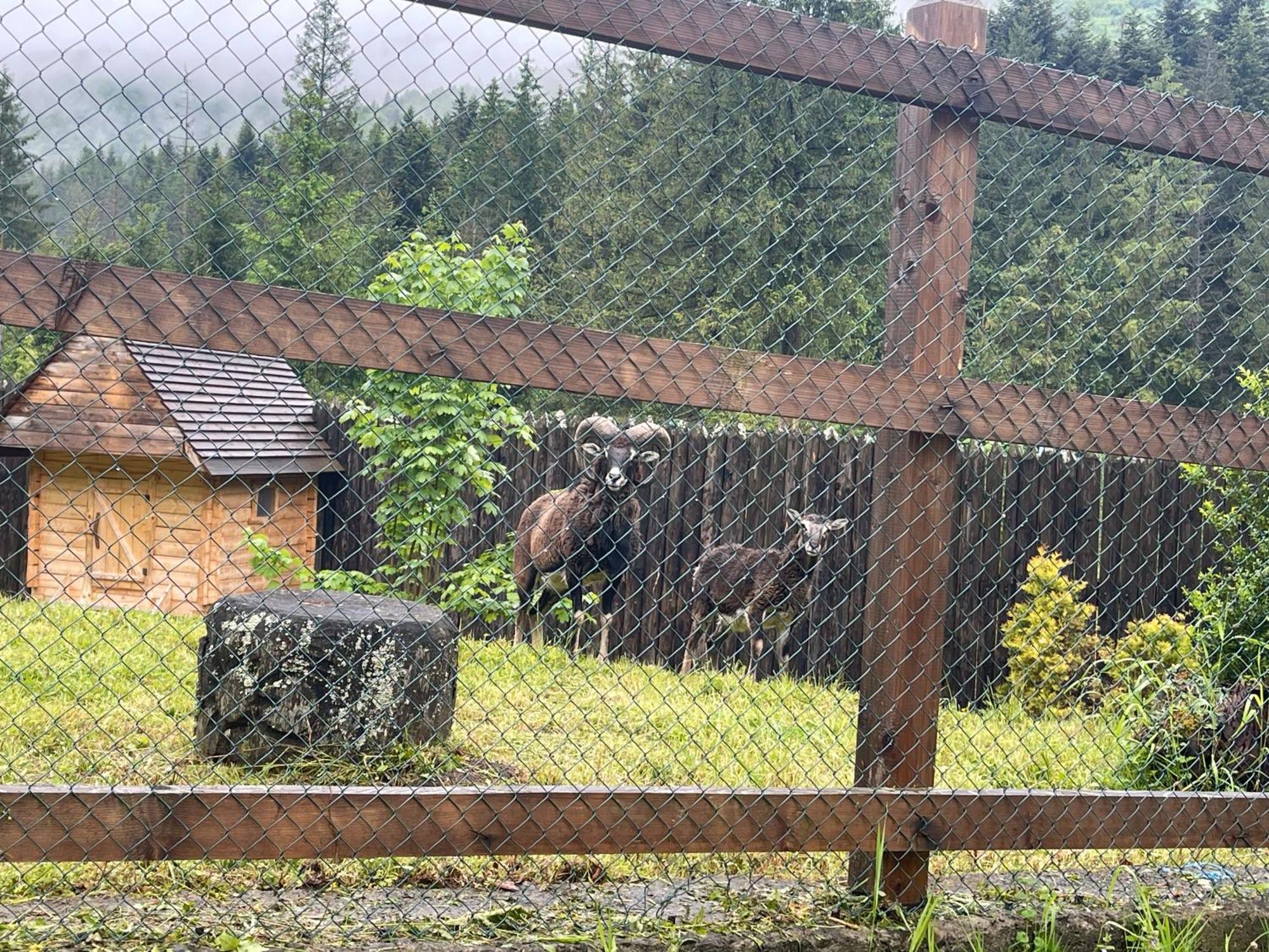 Апарт-Готель Синьогора Гута Екстер'єр фото